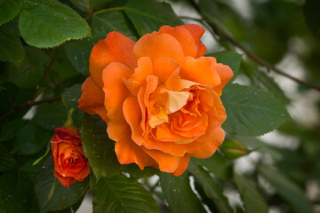 One orange rose close-up. A rose on a bush in the garden