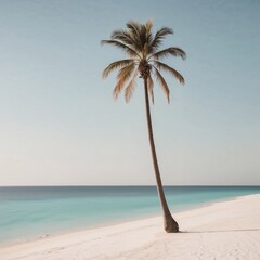 palm tree on the beach