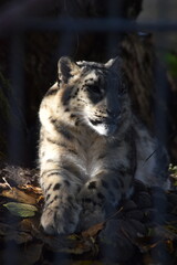 Obraz premium A snow leopard is lying down on the ground in a zoo in sunny autumn day. 