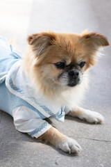 Puppy Adventures in a Serene Chinese Garden