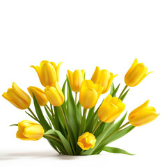 Obraz premium Close-up of vibrant yellow tulip flowers on clean white background, floral, freshness