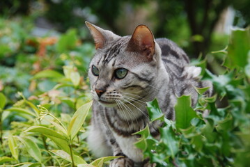 portrait of a silver Bengal cat in garden