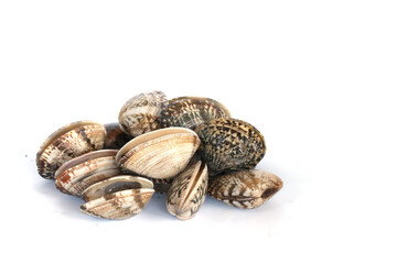 Clams on white background. Seafood.