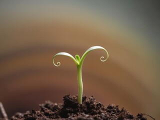 New green sprout emerging from rich soil indoors.