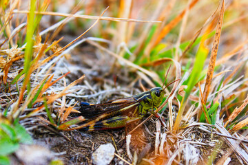 Macro shot of green grasshopper in natural habitat among dry grass and vegetation