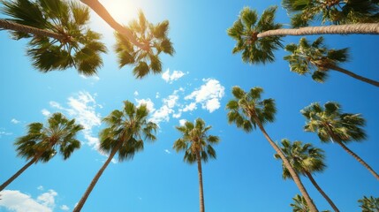 Naklejka premium Palm Trees Against a Bright Blue Sky