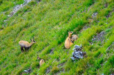 Mères chamois et leurs cabris.