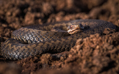 Obraz premium A close-up of a coiled snake resting on peat, showcasing its textured, dark brown scales and focused gaze under warm natural light. The blurred earthy background enhances the reptile's striking detail