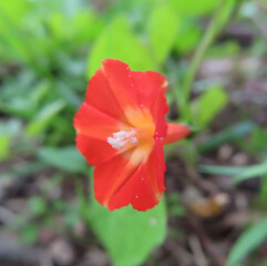 日本で秋にマルバルコウがオレンジ色の花を咲かせています