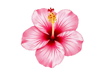 Naklejka premium pink rose isolated on white
