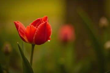 Obraz premium Macro photography, close-up of a red tulip with dew drops on its petals, soft background with bokeh effect