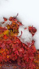 Vertical composition, snow that falls in late autumn on plant leaves that have not yet fallen as an irresistible natural phenomenon that radically changes the life of a livin