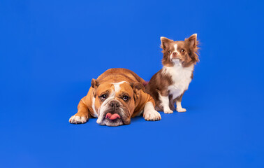Obraz premium English Bulldog and Chihuahua Dog Portrait on Blue Background