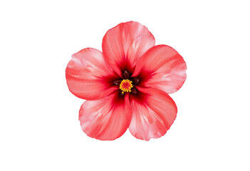 Naklejka premium pink rose isolated on white