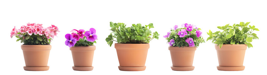 Fototapeta premium Set of plant in pot