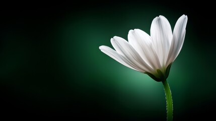 A single white flower on a black background