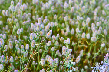 Obraz premium Flowering arable clover Trifolium arvense,agricultural field