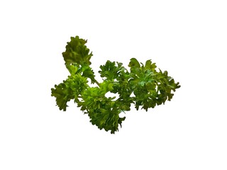 Fototapeta premium Fresh curly parsley isolated on white background. Herb&nbsp;and a&nbsp;vegetable