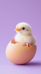 Adorable chick hatching from egg on purple background for easter