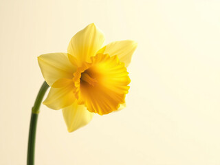 Close-up of a single daffodil flower with its trumpet-shaped center and delicate petals, petal pattern, nature macro