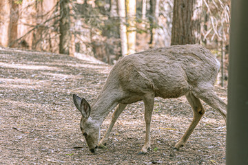 a California mule deer grazing in the forest