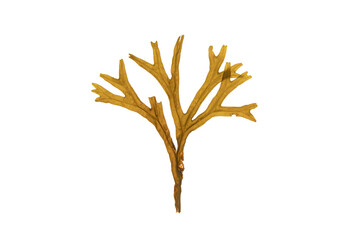 Branchy brown algae isolated transparent png. Fucus ceranoides.