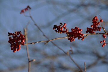 These rowan berries are on leafless branches in sunny autumn day.