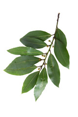 Bay laurel,Laurus nobilis,bay tree,sweet bay,true laurel or Grecian laurel branch with leaves and...