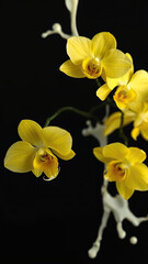 Obraz premium Elegant yellow orchid blooms with splashing milk on dark backdrop, luxury, stylish decor, exotic flowers, decorative