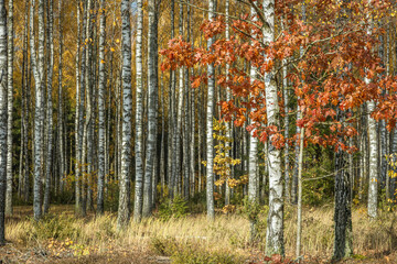 Obraz premium october landscape - autumn sunny day, beautiful trees with colorful leaves, Poland, Europe, Podlasie, white clouds on blue sky birch forest