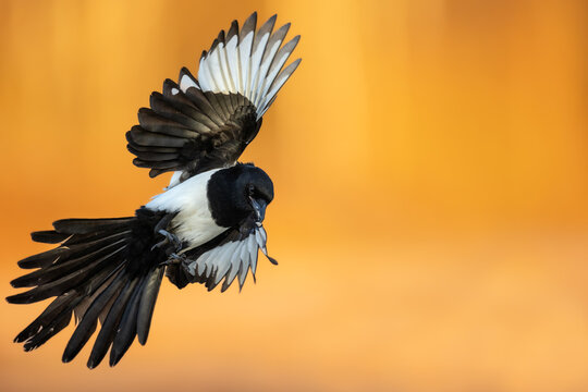 Bird - Common magpie Pica pica flying bird, very smart and clever bird with black and white plumage on autumn yellow background