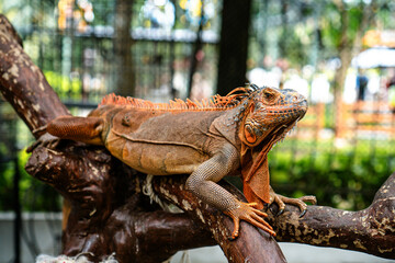 Fototapeta premium Guana is a genus of lizards that live in tropical Central America. Iguanas consist of only two species, namely Iguana iguana and Iguana delicatissima.