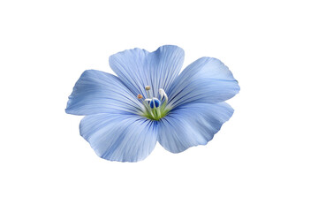 blue flower isolated on white background