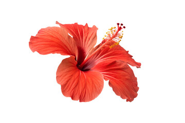 hibiscus flower isolated on white © DreamStudiopro