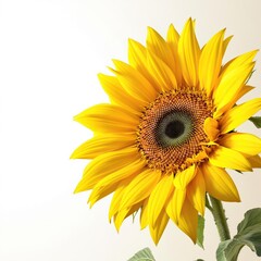 Fototapeta premium A close-up of a bright yellow sunflower with large petals and dark center against a soft white background, soft focus, sunny day