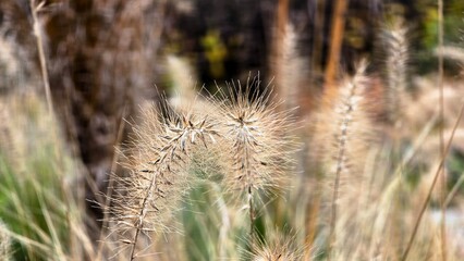 Fototapeta premium Dry Eulalia grass deep autumn in the park Plants and bushes in late autumn in Westpark Munich.