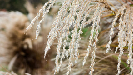 Dry Eulalia grass deep autumn in the park
Plants and bushes in late autumn in Westpark Munich.