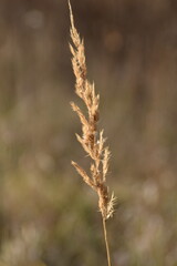 Gold colored hay is growing in nature in sunny autumn day.