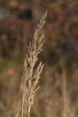 Gold colored hay is growing in nature in sunny autumn day.