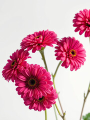 Close-up shot of vibrant zinnia flowers on a white backdrop, botanical, summer, flora