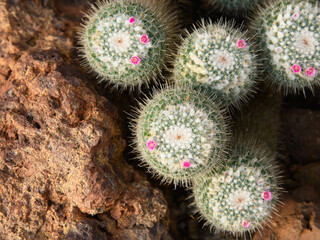 Close up of beautiful cactus flower