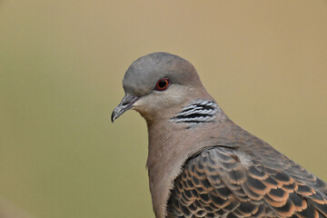 キジバト Oriental Turtle-Dove