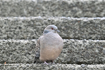 キジバト Oriental Turtle-Dove