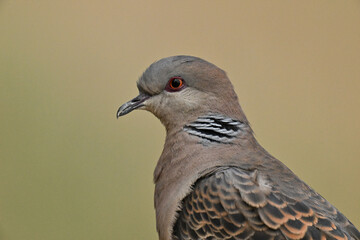 キジバト Oriental Turtle-Dove