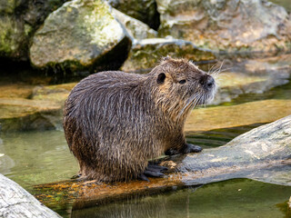 Nutria