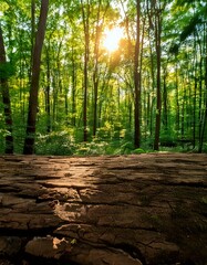 Obraz premium Sunlight streaming through lush green forest trees, with a textured fallen log in the foreground, evoking tranquility and nature.