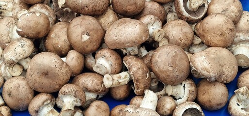 Mushrooms displayed in a pile for sale in a vegetable market