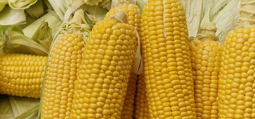 Corn cobs displayed in a pile for sale in a vegetable market