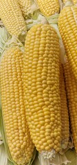 Corn cobs displayed in a pile for sale in a vegetable market