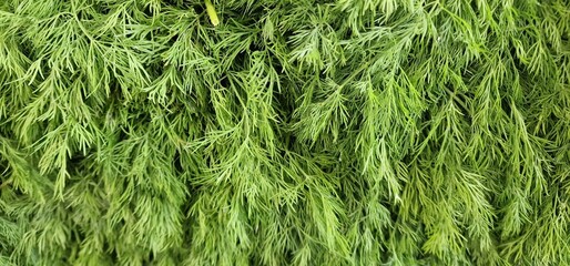 dill herbs tied and placed in a pile for sale in a vegetable market
